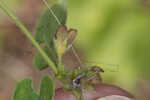 Trailing milkvine